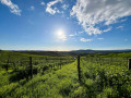 antonio camillo vineyard03