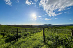 antonio camillo vineyard03