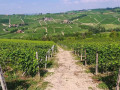 lodovico monforte san giovanni vineyards