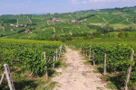 lodovico monforte san giovanni vineyards