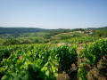barolet pernot vineyards