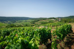 barolet pernot vineyards