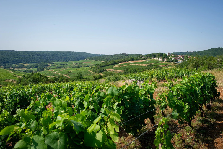 barolet pernot vineyards