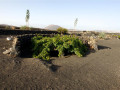 el grifo lanzarote vine