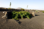 el grifo lanzarote vine