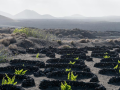 el grifo lanzarote vines