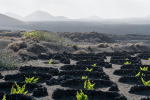 el grifo lanzarote vines
