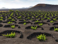el grifo lanzarote vineyards