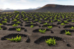 el grifo lanzarote vineyards