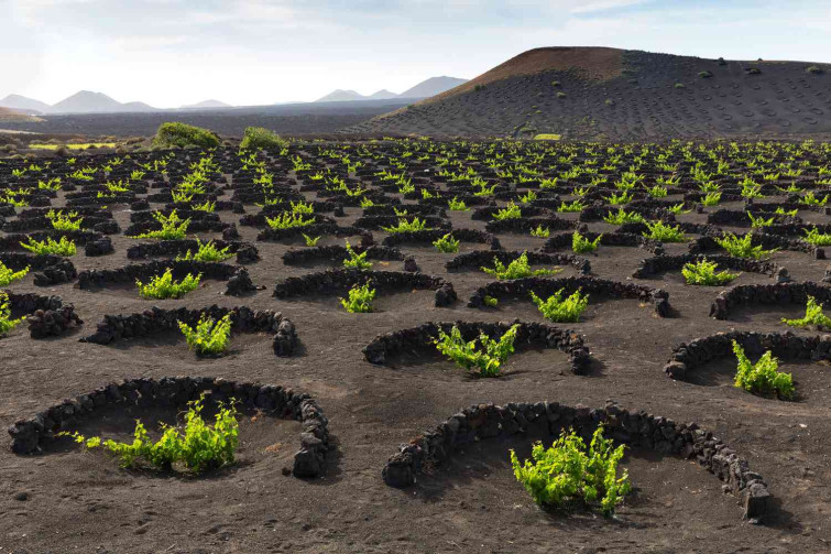 el grifo lanzarote vineyards