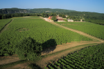 bouysses vineyard