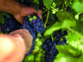 cantina di casorzo grapes