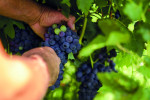 cantina di casorzo grapes