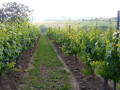 cantina di casorzo vineyards