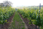 cantina di casorzo vineyards
