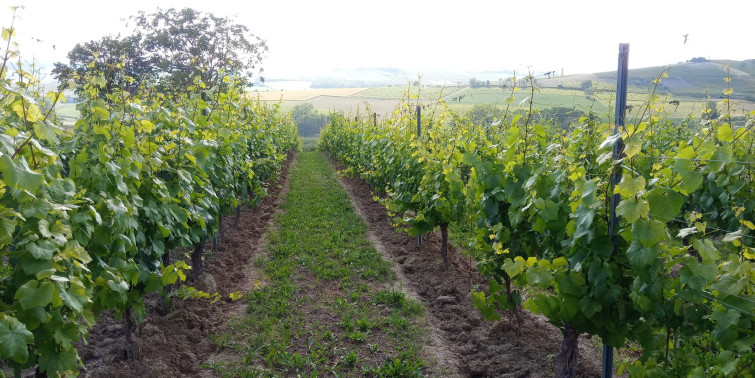 cantina di casorzo vineyards