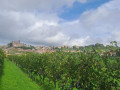 cantina di casorzo vineyards
