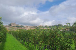 cantina di casorzo vineyards