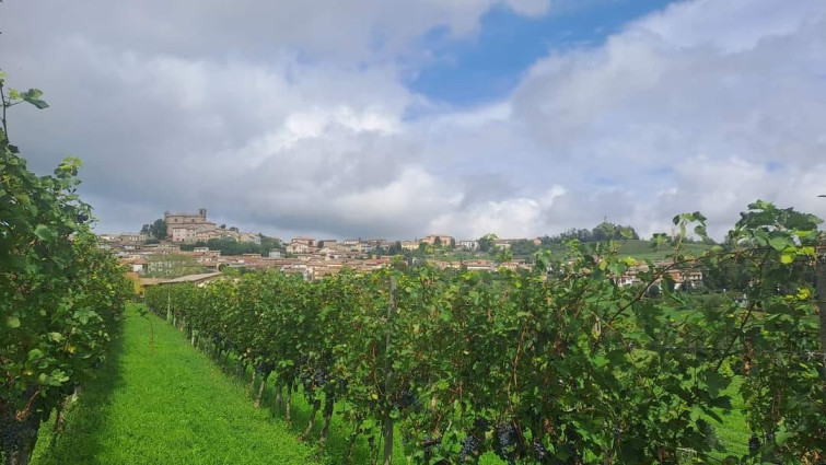 cantina di casorzo vineyards