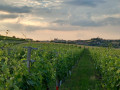 cantina di casorzo vineyards