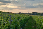 cantina di casorzo vineyards