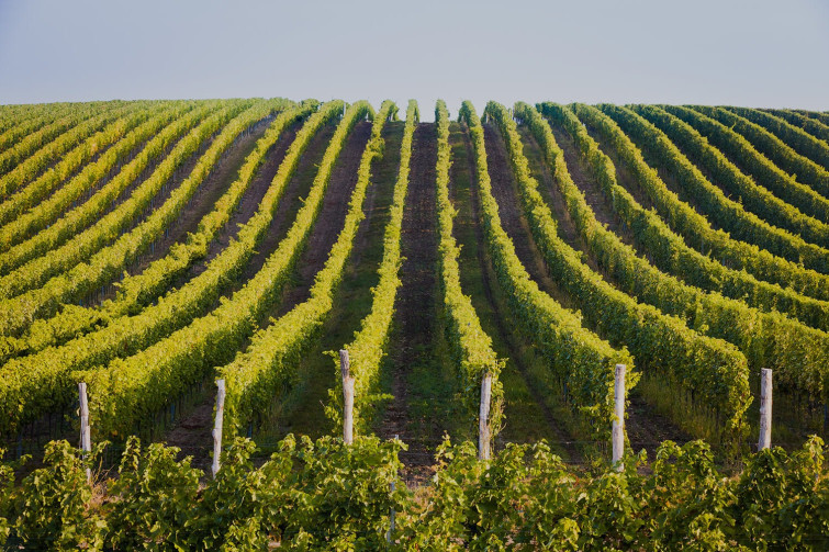 castico vineyard
