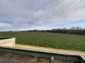 chateau d aiguilhe vineyards