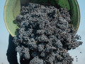 issan harvest