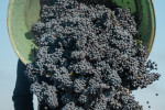 issan harvest