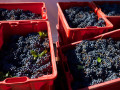 giscours harvest