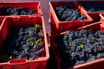 giscours harvest