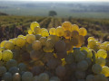 domaine boussey vineyard chardonnay