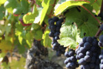 domaine boussey vineyard pinot noir