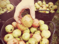 elgaitero apples