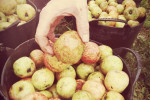 elgaitero apples