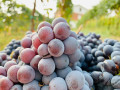 elio filippino grapes