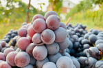 elio filippino grapes
