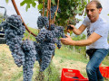 elio filippino harvest