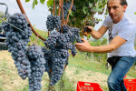 elio filippino harvest
