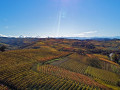 elio filippino vineyard