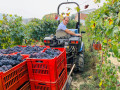 elio filippino winemaker