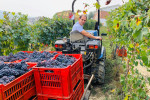 elio filippino winemaker