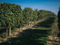 erdut vineyards