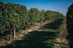 erdut vineyards