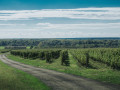 erdut vineyards