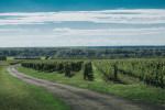 erdut vineyards