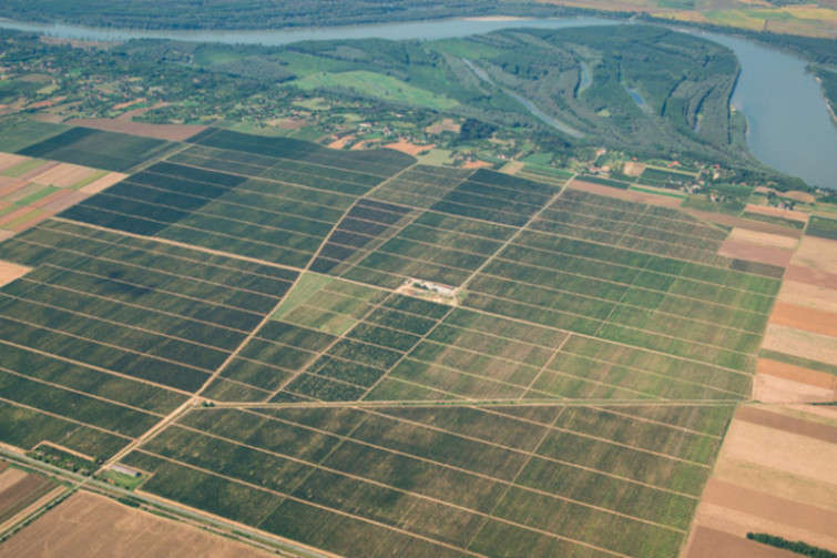 erdut vineyards aerial view