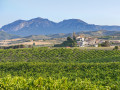 pared vineyard