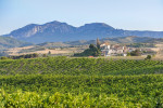 pared vineyard