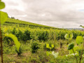 fombrauge vineyard02